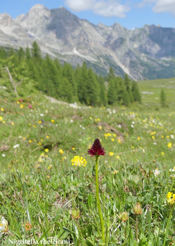 La Nigritella widderi nelle Dolomiti di Brenta.